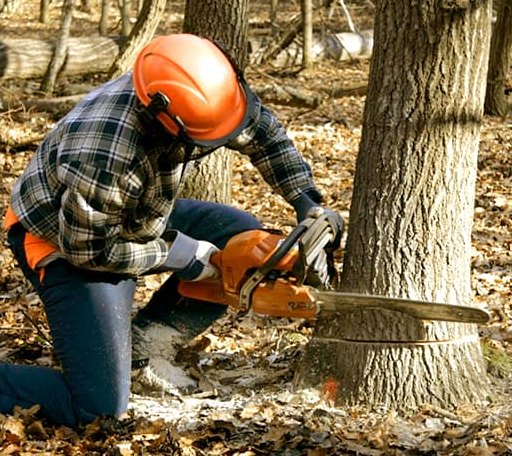 Tree Removal in Tulsa, OK